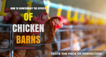 Minimizing the Impact: Strategies for Chicken Barn Effects