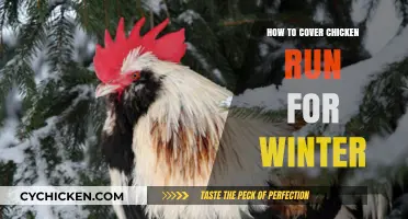 Winterizing Your Chicken Run: Essential Tips for Cold Weather Protection