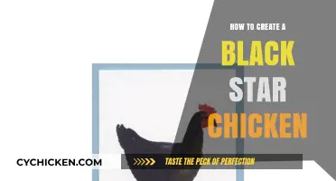 Crafting the Perfect Black Star Chicken: A Step-by-Step Guide
