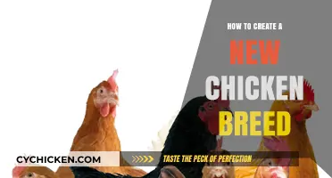 Mastering Poultry Breeding: Steps to Develop Your Unique Chicken Breed