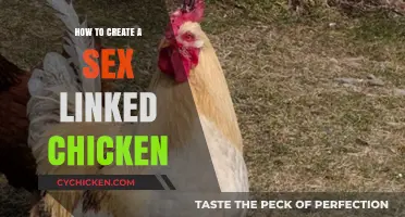 Creating Sex-Linked Chickens: A Step-by-Step Breeding Guide for Beginners