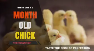 Culling Chicks: A Guide for Beginners