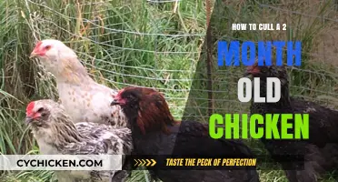 Culling Chickens: A Guide for Beginners