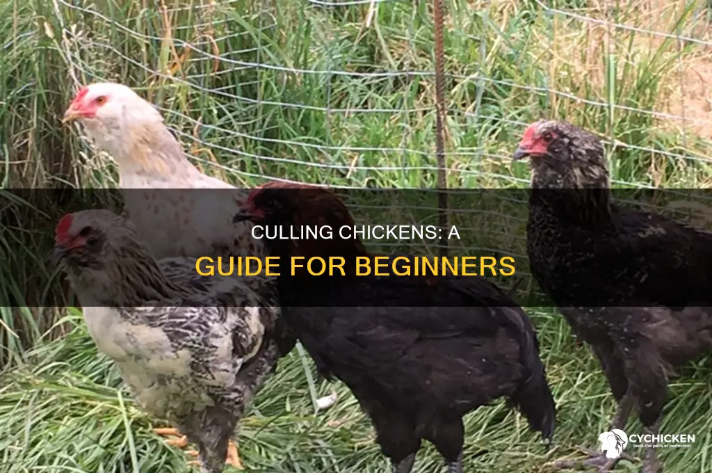 how to cull a 2 month old chicken