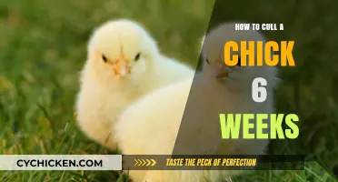 Culling Chicks at 6 Weeks: A Step-by-Step Guide for Farmers