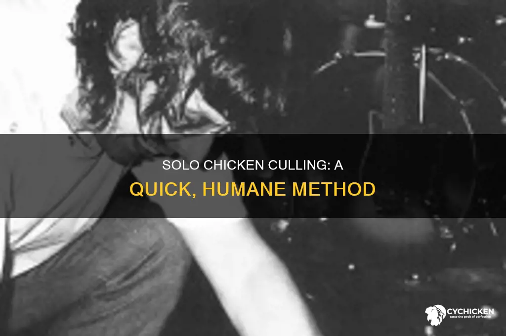 how to cull a chicken with one person