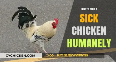 Compassionate Culling: A Guide to Humanely Euthanizing Sick Chickens