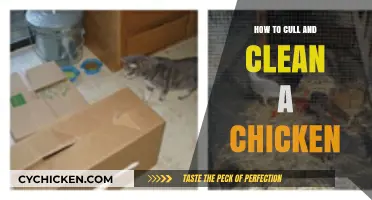 Mastering Chicken Culling and Cleaning: A Step-by-Step Guide