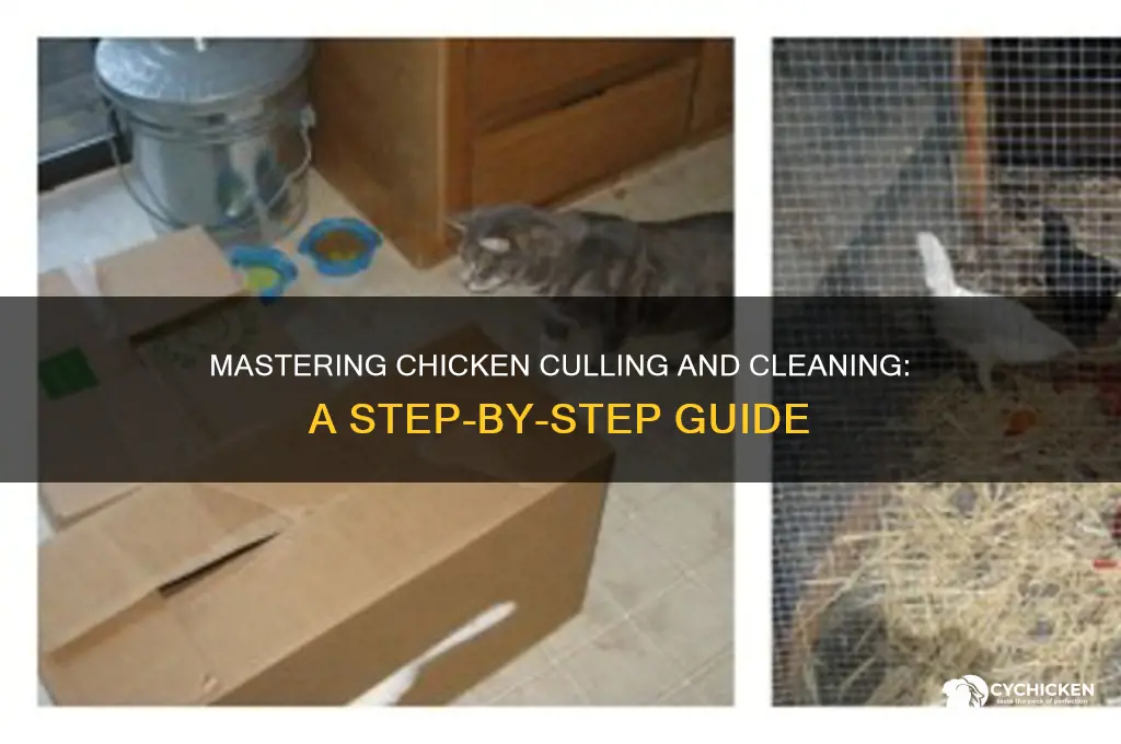 how to cull and clean a chicken