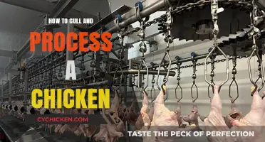 Culling and Processing Chickens: A Step-by-Step Guide for Beginners
