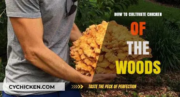 Cultivating Chicken of the Woods: A Beginner's Guide to Growing This Tasty Fungus