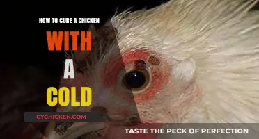 Natural Remedies to Treat Your Chicken's Cold