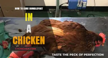Effective Treatment and Prevention Tips for Chicken Bumblefoot