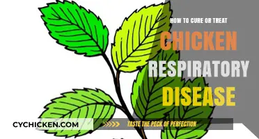 Treating Chicken Respiratory Disease: Effective Strategies