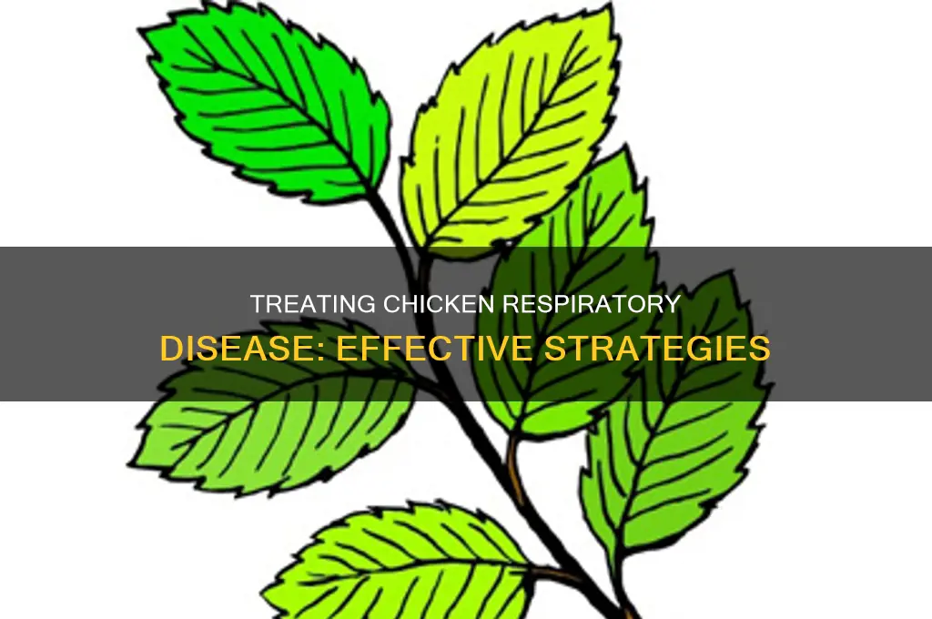 how to cure or treat chicken respiratory disease