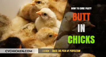 Effective Remedies to Cure Pasty Butt in Chicks: A Comprehensive Guide