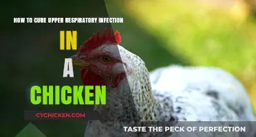 Treating Upper Respiratory Infections in Chickens