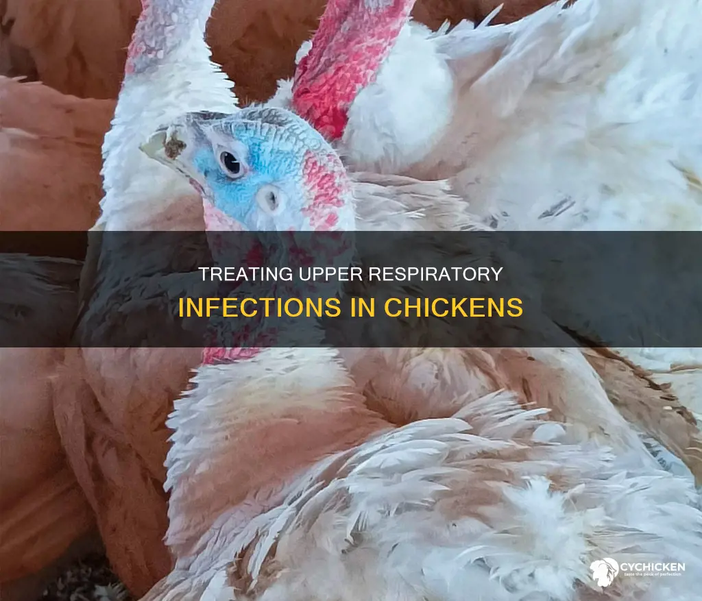 how to cure upper respiratory infection in a chicken