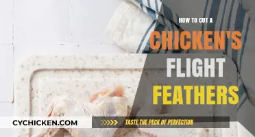 Trimming Your Chicken's Wings: Cutting Flight Feathers