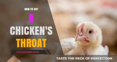 Humane Poultry Slaughter: A Step-by-Step Guide to Cutting a Chicken's Throat