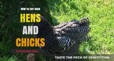 Pruning Hens and Chicks: Simple Steps for Healthy Succulent Growth