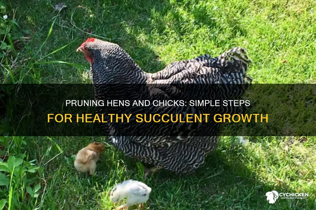 how to cut back hens and chicks
