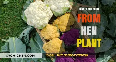 Mastering the Art of Harvesting Chicks from Hen Plants: A Guide