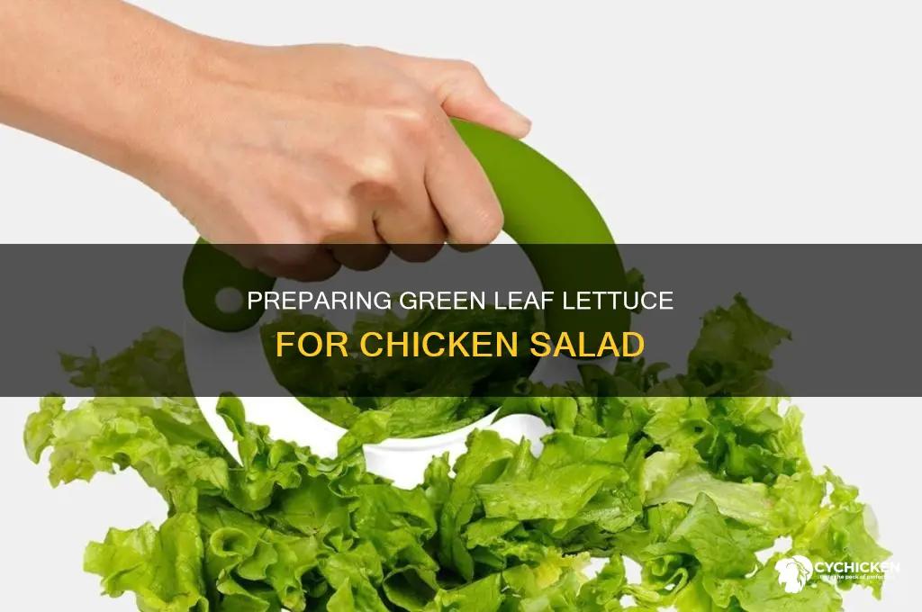 how to cut green leaf lettuce for chicken