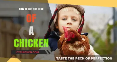 Trimming Chicken Beaks: A Step-by-Step Guide