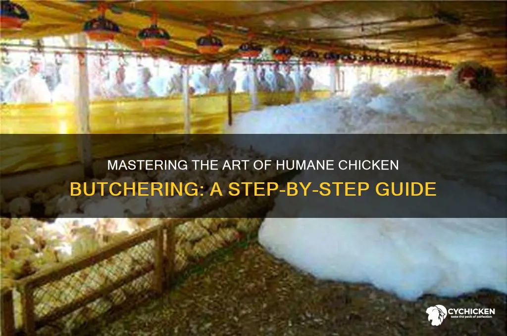 how to cut up a live chicken