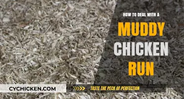 Muddy Chicken Run: Tips for a Cleaner Coop