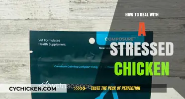 Calming Your Stressed Chicken: Effective Tips for Happy, Healthy Poultry