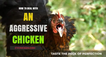 Calm Your Feisty Flock: Strategies to Handle Aggressive Chickens Safely