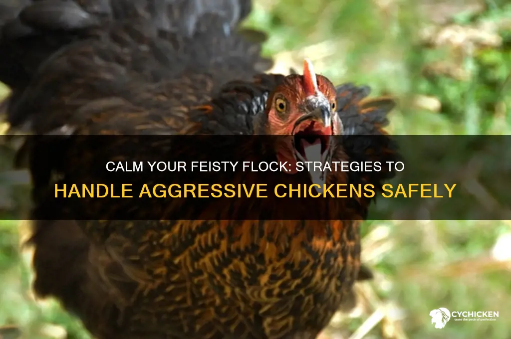 how to deal with an aggressive chicken