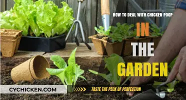 Chicken Poop: Gardening with a Natural Fertilizer