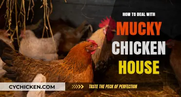 Effective Tips for Cleaning and Maintaining a Mucky Chicken Coop