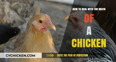 Coping with Chicken Loss: A Guide to Healing