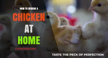 Safe and Humane Chicken Debeaking: A Step-by-Step Home Guide
