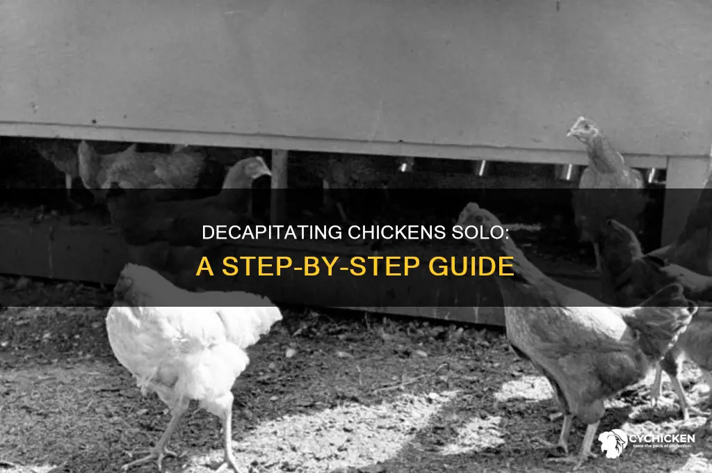 how to decapitate a chicken without a helper