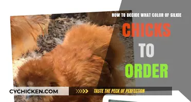 Choosing Silkie Chick Colors: A Guide