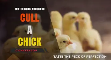 Culling Chicks: When and How to Decide