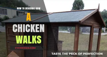 Mastering the Art of Describing a Chicken's Unique Walking Style