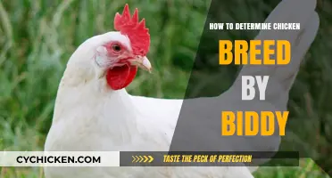 Identifying Chicken Breeds: Decoding Clues from Biddy Characteristics