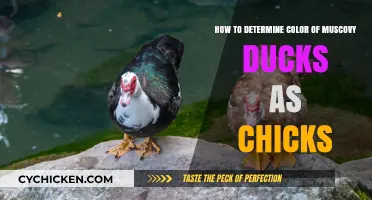Muscovy Duck Color Determination: A Chick's Guide