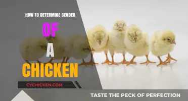 Identifying Chicken Gender: A Beginner's Guide to Determining Sex