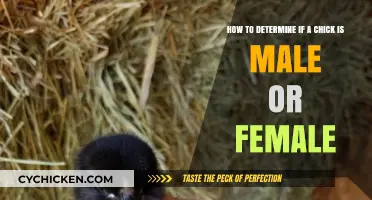Identifying Chick Gender: What to Look For