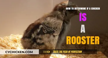 Spotting Roosters: Identifying Male Chickens