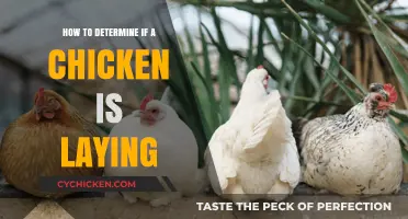 Signs Your Chicken is Laying Eggs