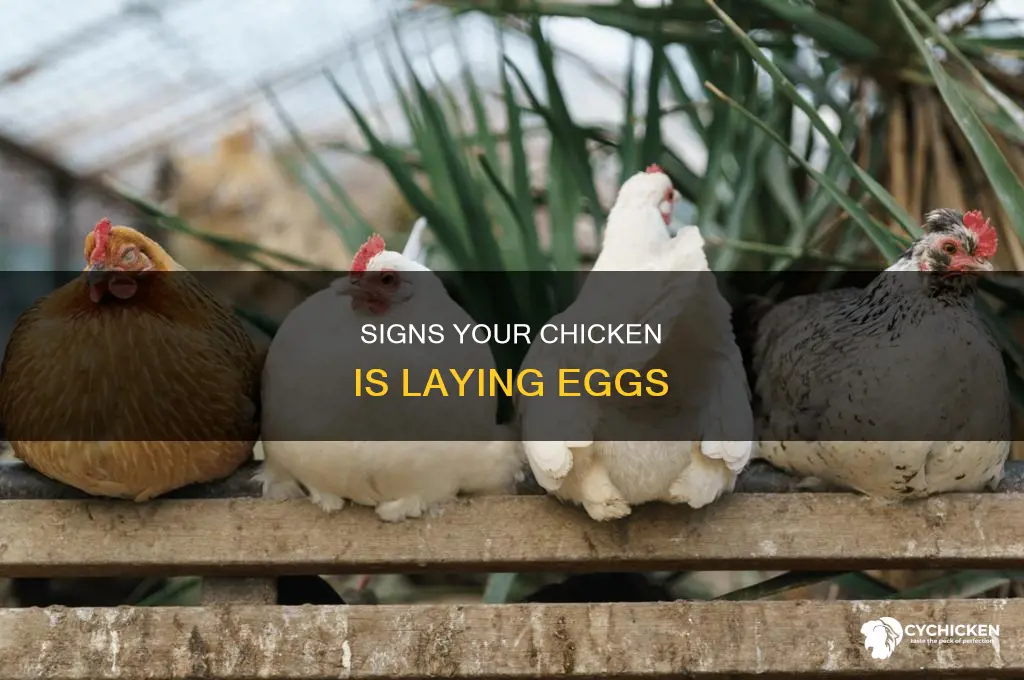 how to determine if a chicken is laying