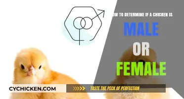 Discovering Your Chickens' Gender: Male or Female?